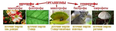 Гетеротрофные растения