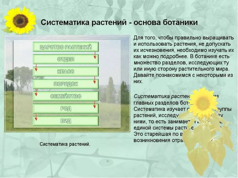 Ботаника систематика растений. Основы систематики растений. Систематика растений ее значение для ботаники. Систематики растений 6 класс. Ботаника в системе