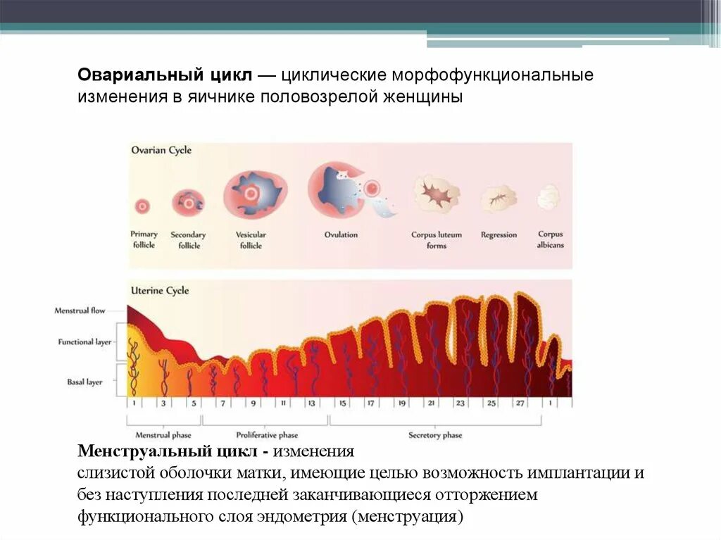 Слизистая матки отторгается. Циклические изменения в яичнике и эндометрии матки таблица. Маточно овариальный цикл схема. Менструальный цикл яичниковый овариальный. Менструальный и овариальный циклы женщины.