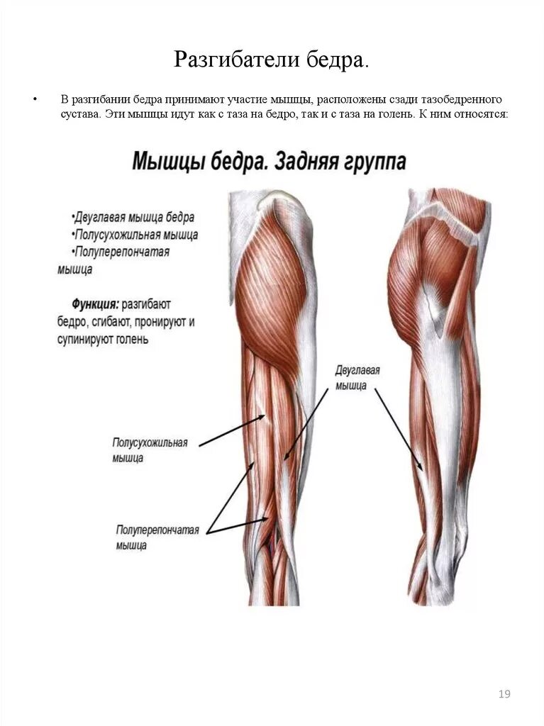 Мышца таза разгибающая бедро