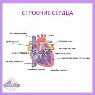 Сердце картинка егэ