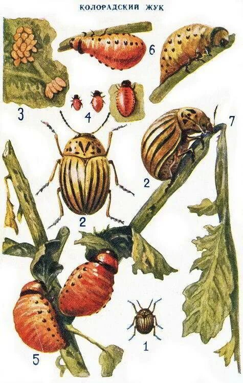 Какое развитие у жуков. Цикл развития колорадского жука. Колорадский Жук личинки 1-2. Личинки колорадского жука 1-2 возраста. Анатомия личинки колорадского жука.