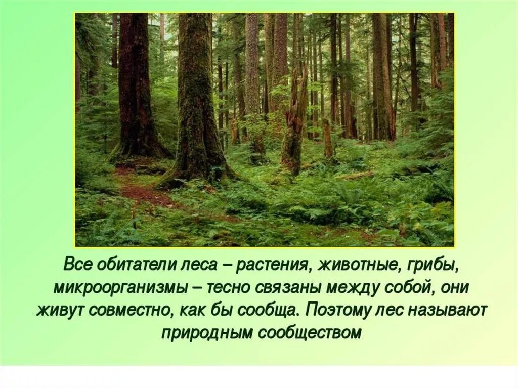 Лесное сообщество. Леса для презентации. Растительные сообщества леса. Доклад про лес.