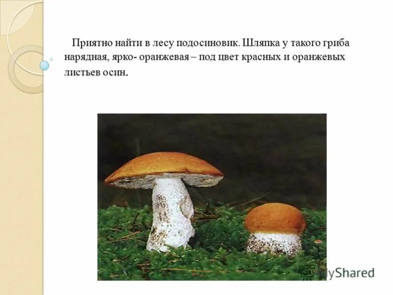 Подосиновик красный строение. Строение подосиновика. Загадка про гриб подосиновик для детей. Найдите ошибку в определении способа образования подосиновик. Подосиновик.