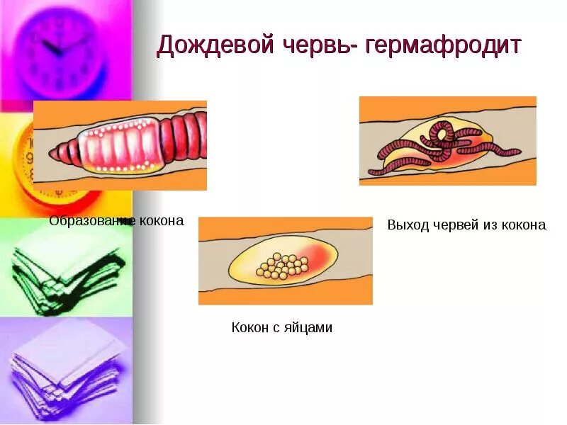 Гермафродитами являются черви. Гермафродитизм у дождевых червей. Дождевой червь гермафродит. Размножение дождевых червей схема. Размножение дождевого червя.