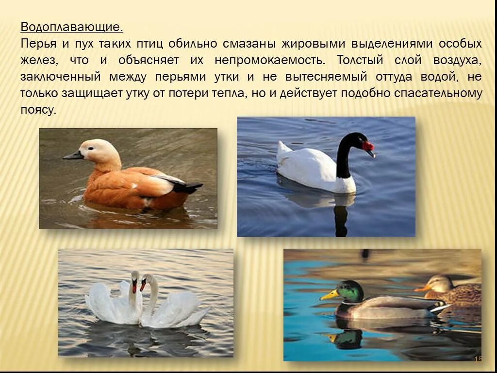 Особенности водоплавающих птиц. Водоплавающие птицы. Водоплавающие птицы представители. Водоплавающие птицы проект. Водоплавающие птицы описание.