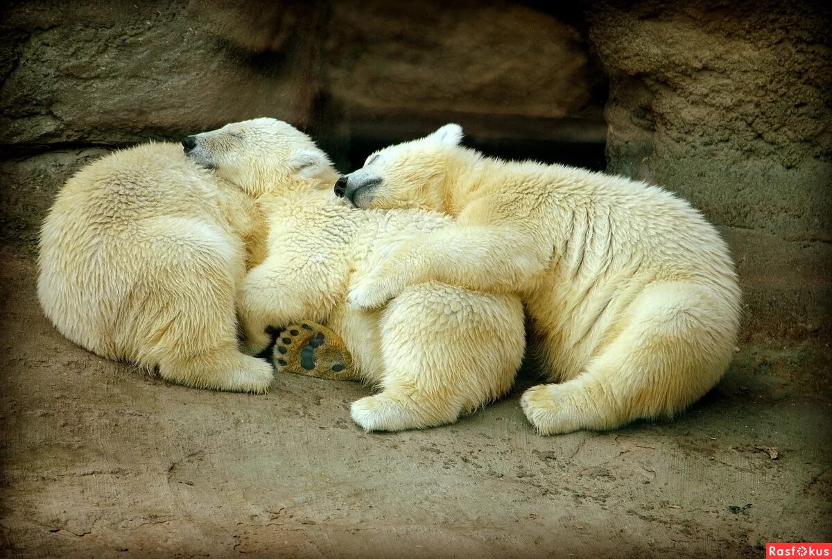 Лежащий на траве медведь. Спящие медвежата. Медведь hd. Белый медведь спит. Медведь альбинос.