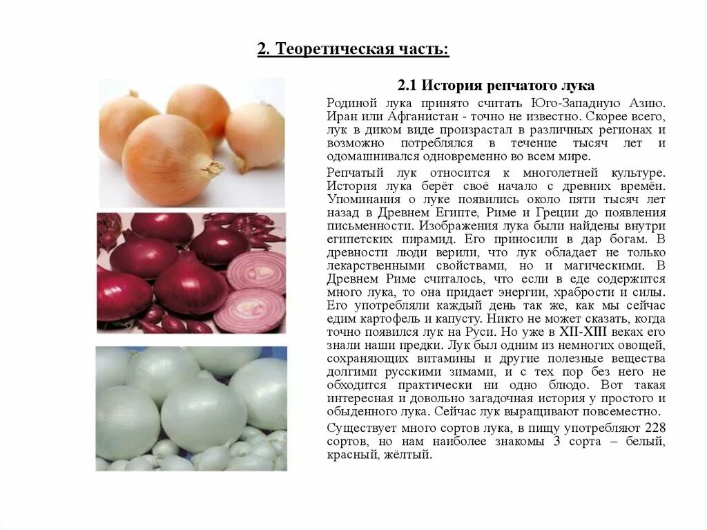 Можно ли собакам лук репчатый. Теоретическая часть репчатого лука. история появления лука репчатого. репчатый лук рассказ. лук репчатый описание для детей.