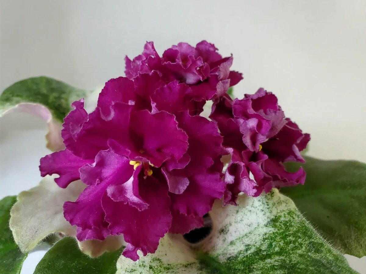 Бархат фиалки. Фиалка victorian velvet. Сенполия бархат ночи. Рс-черный бархат фиалка. Бархат фиалки.