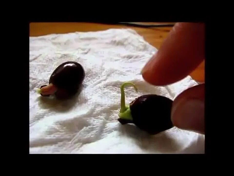 Как вырастить семена личи. Косточка личи прорастить. семена личи прорастить. личи семена проростки. проращивание косточки личи.