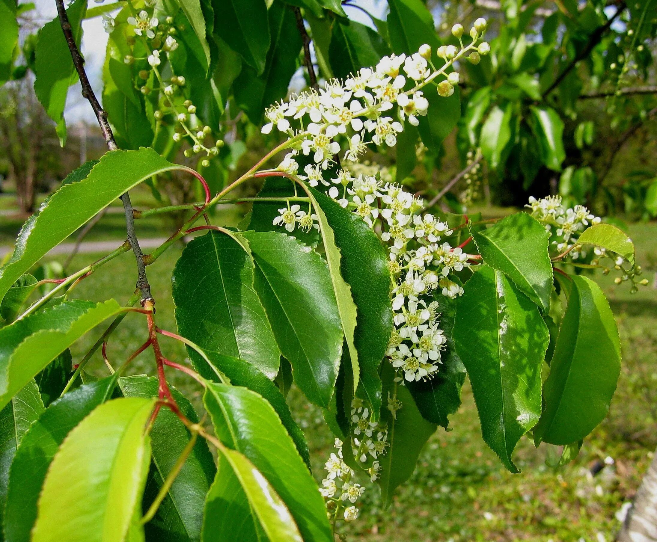Черемуха черешня. Черемуха поздняя (prunus serotina). черемуха поздняя padus serotina. вишня американская (prunus serotina). черемуха маака семена.