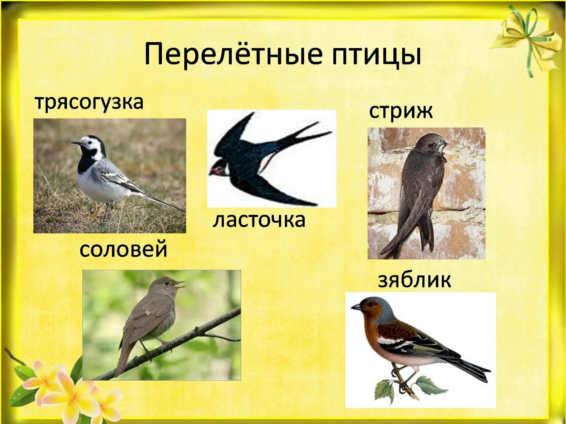 Птицы весной названия