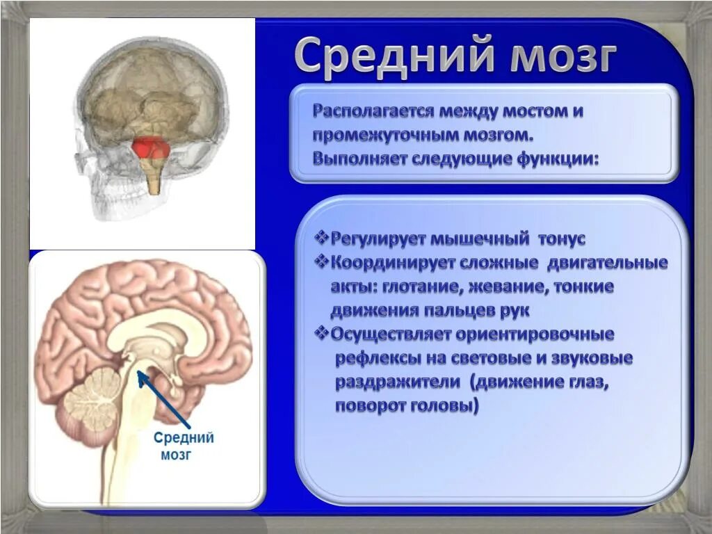 Ориентировочный рефлекс отдел мозга. Средний мозг ориентировочные рефлексы. Ориентировочные рефлексы среднего мозга. Ориентировочные рефлексы в среднем мозге. Кашлевой рефлекс какой отдел мозга