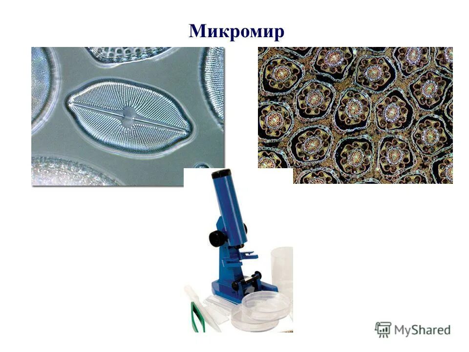 Микромир процессы. Микромир процессы. Клетка организма. Фотоны гравитоны глюоны. Микромир процессы.