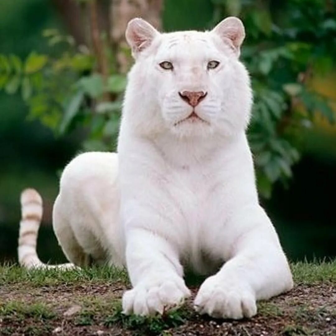 Пума альбинос. Рысь альбинос. Бенгальский тигр альбинос. Белая Пума альбинос. Дикие животные альбиносы