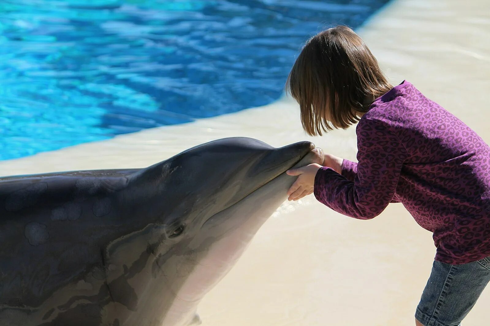 Дельфины с удовольствием разучивают. Дельфины. Дельфины для детей. Девочка и Дельфин. Дельфины и люди.