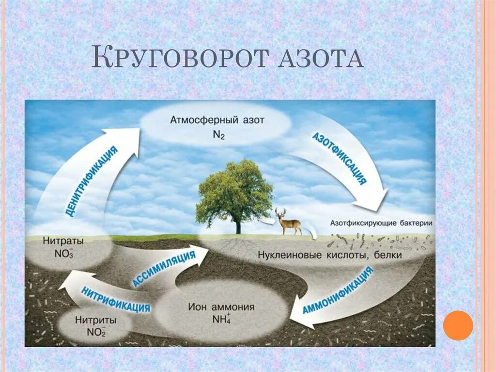 Цикл природы и цикл жизни
