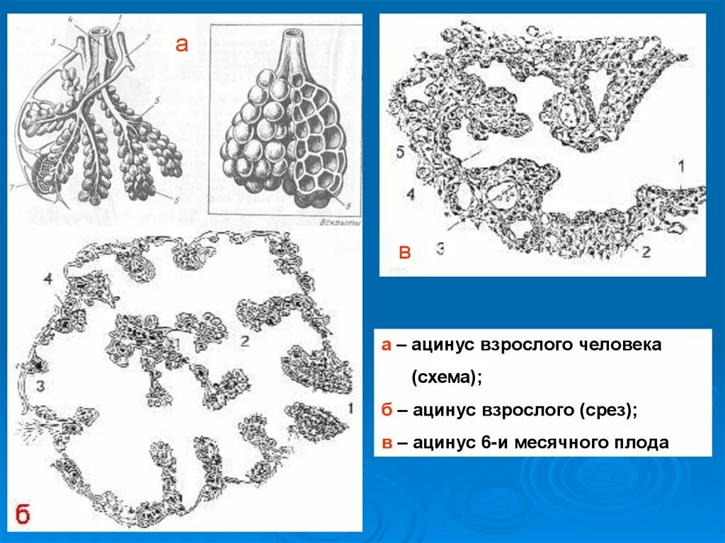 Ацинус гистология. Ацинус гистология