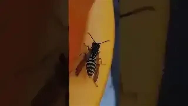 Bee twerk. Bee twerk