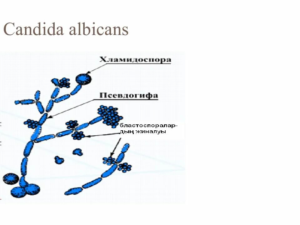 Дрожжеподобные грибы candida. Строение гриба Candida albicans. Кандида альбиканс микроскопия. Дрожжеподобные грибы рода Candida. Грибы рода Candida микробиология.