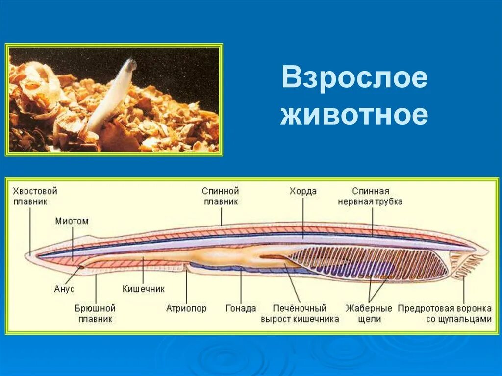 Атриопор у ланцетника это. Тип нервной системы у ланцетника. Хорда ланцетника. Ланцетник строение атриопор.