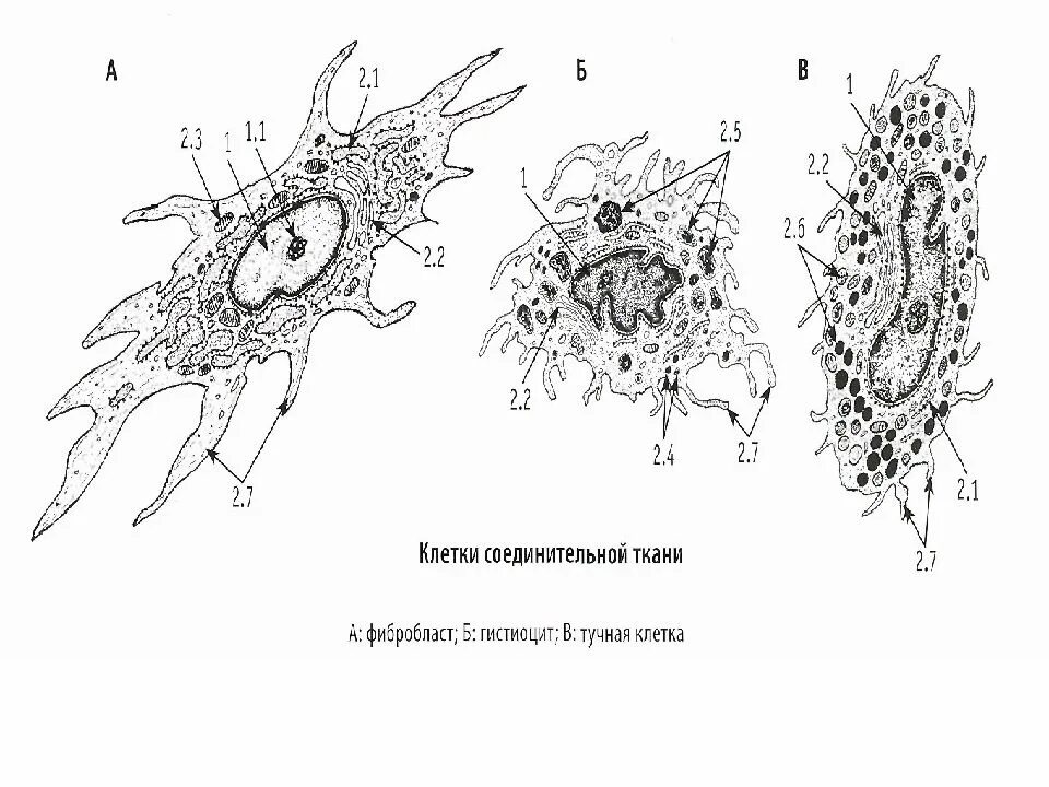 Клетки собственно соединительной ткани. Клетки соединительной ткани фибробласты. фибробласты гистология схема. строение фиброцита гистология. строение фибробластов гистология.