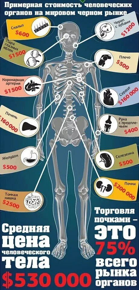 Сколько стоят органы человека. Колько сточт органы человека. Стоимость человеческих органов. Сколько стоит человек. Сколько стоит народ