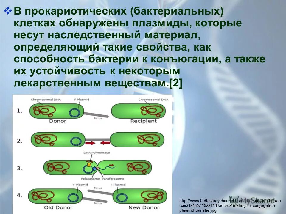 Конъюгация и кроссинговер в клетках животных происходят. Генетический материал бактерий. Плазмида бактерий.