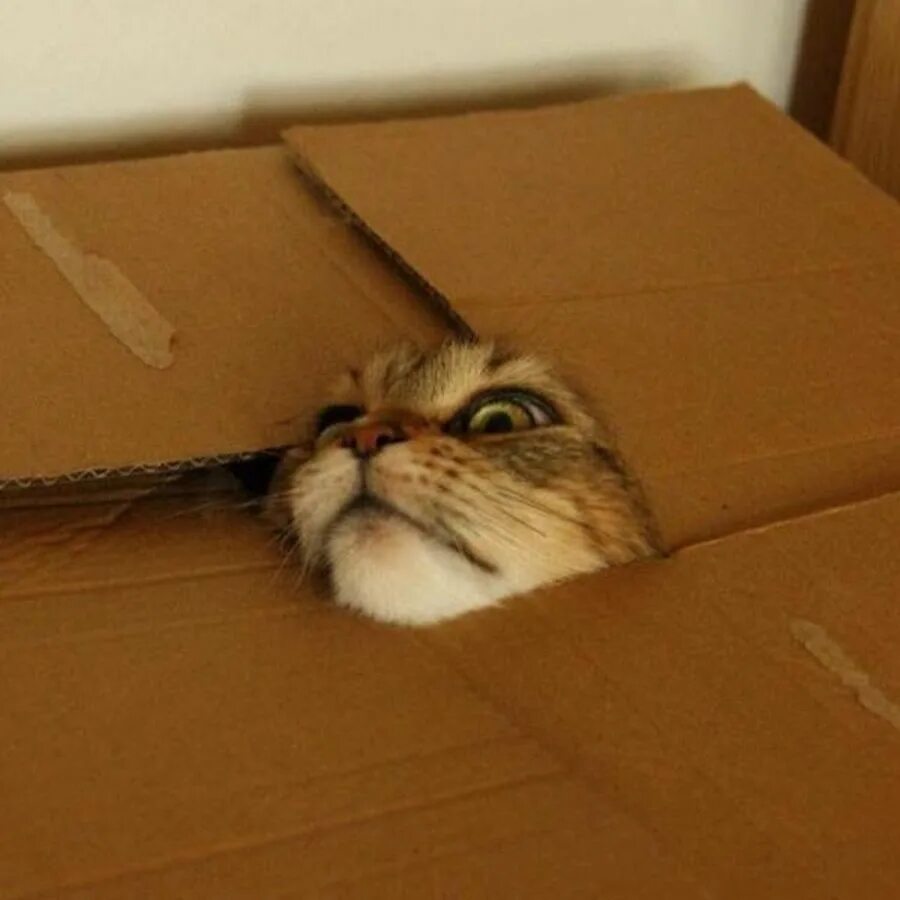 Угадать подарок спрятанный в коробке игра. Коробки спрятаться. Коврик злости в детском саду. Коробочка спрячь все плохое своими руками. Черный кот в коробке.