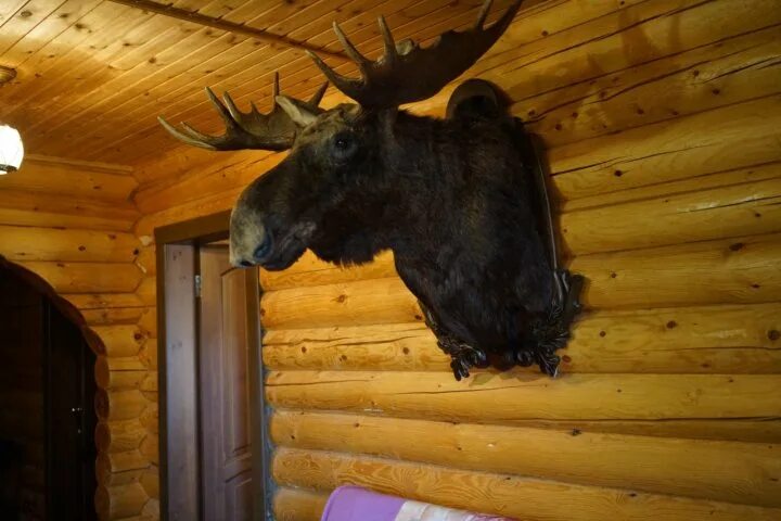 Чучело головы лося. Тульский краеведческий музей чучело лося. Чучело лося текстильное. Выборгский Лось чучело в музее. Купить лося на авито