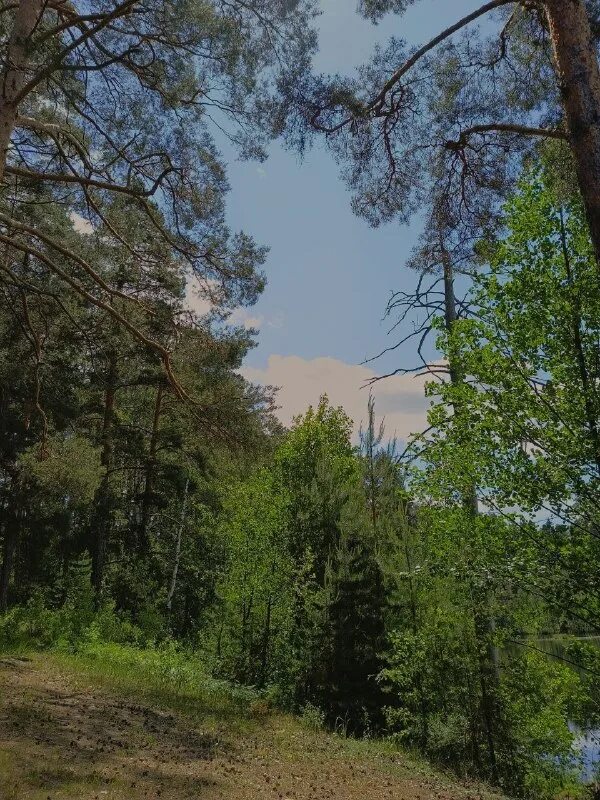 Хвойный лес бор. Сосновый пронизанный солнцем бор вызывал тихое умиление. Красивый сосновый лес. "солнце в лесу". Лучи солнца в лесу.