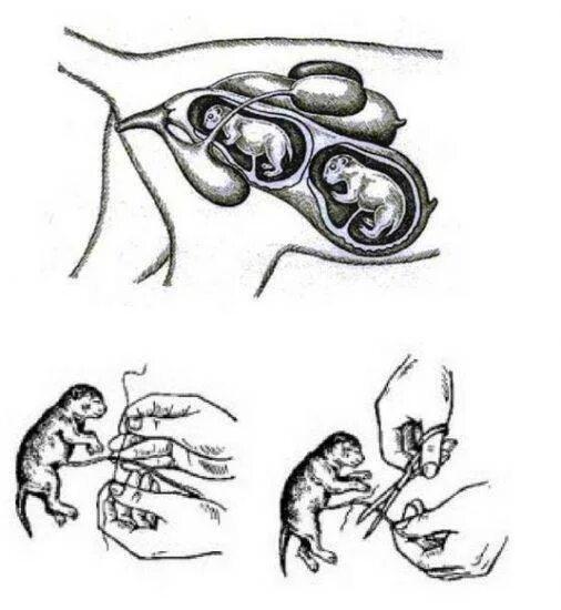 Беременна ли сука. Плацента при родах кошки. Беременность и роды у кошек.