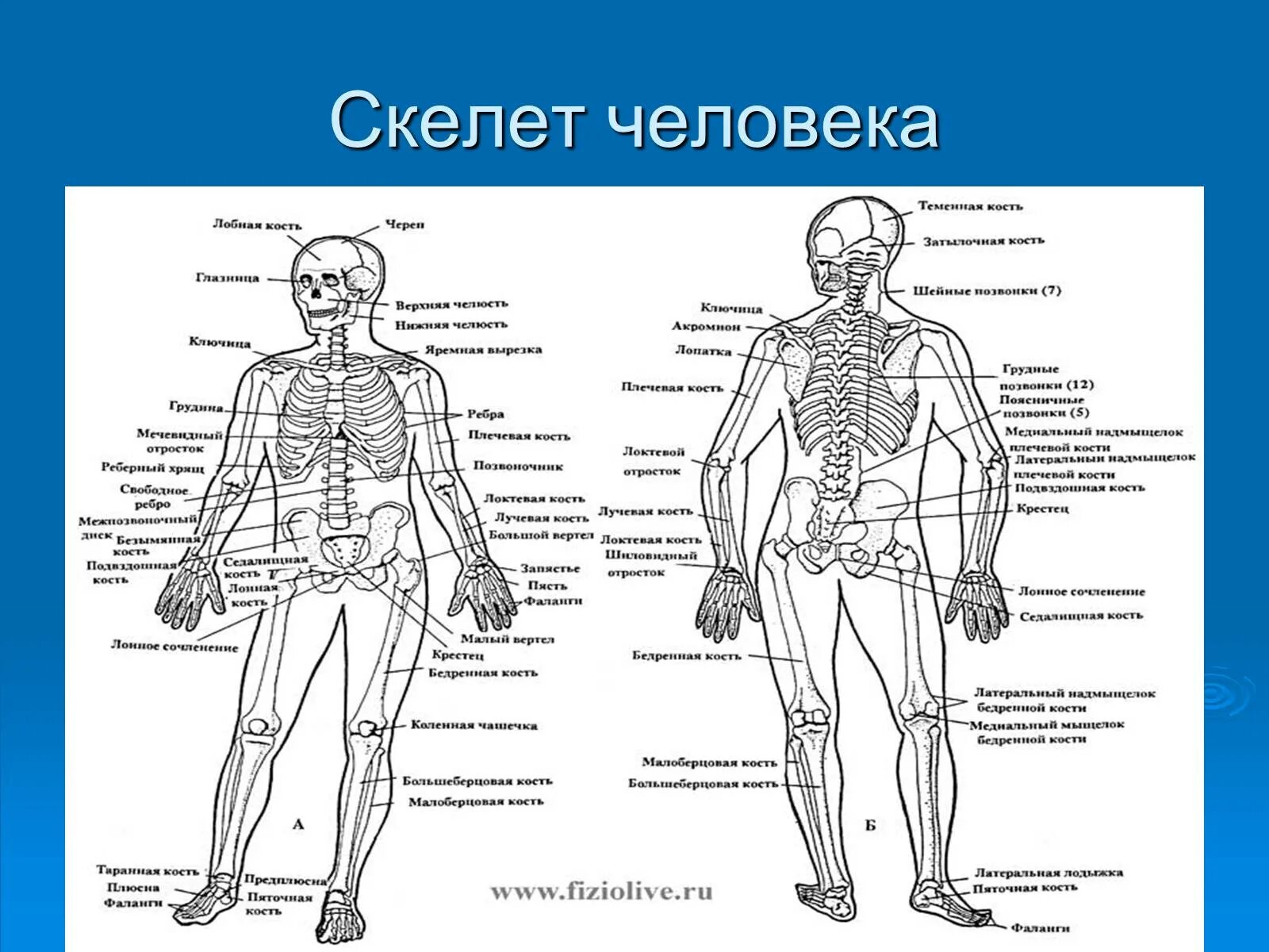 Строение костей мужчины. Строение мужского скелета. Строение мужского и женского скелета. Строение скелета мужчины и женщины. Мужской и женский скелет