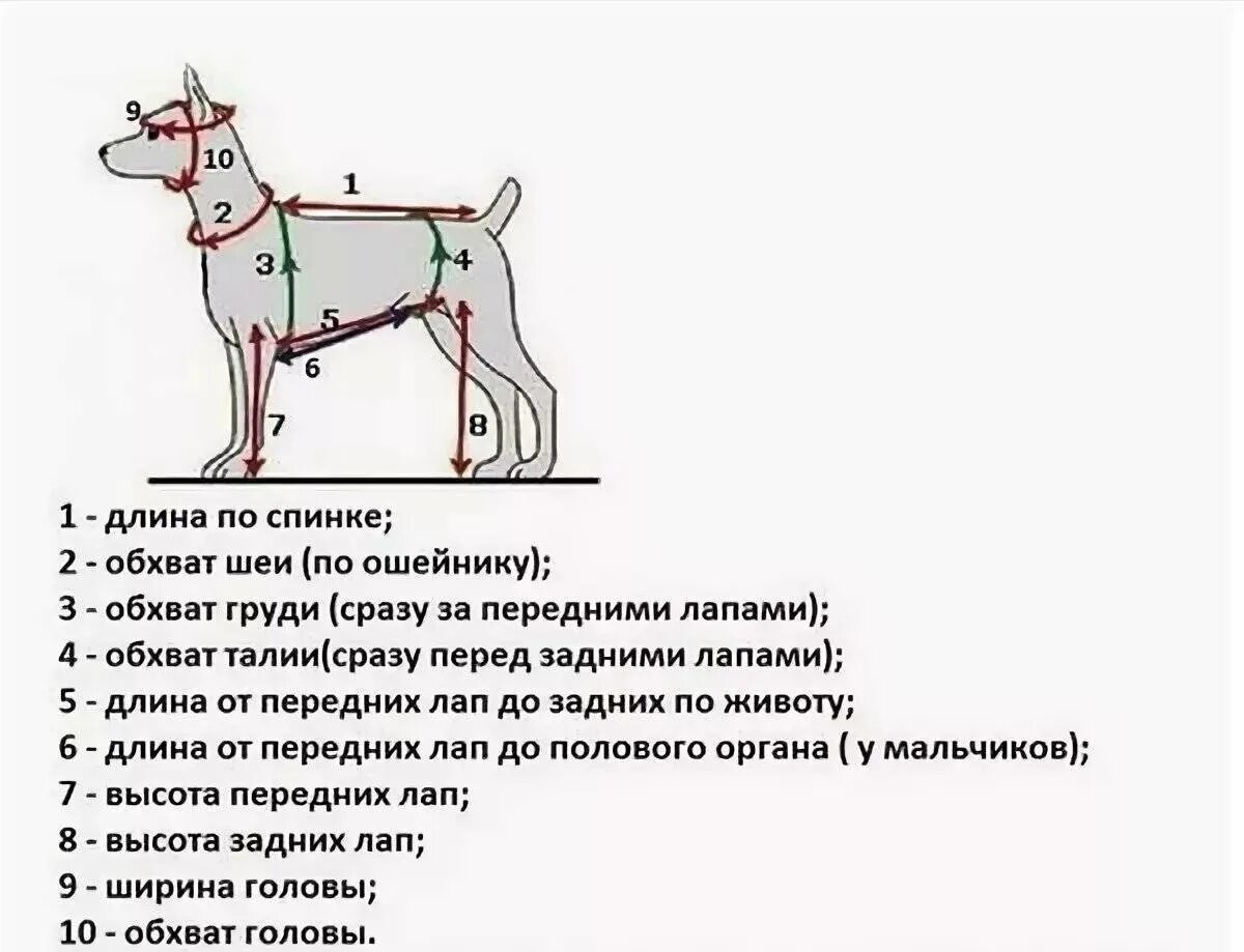 Как измерить собаку для одежды. Как снять мерки с собаки для комбинезона правильно. как правильно снять мерки с собаки для пошива одежды. как снять мерки с собаки для пошива комбинезона. снятие мерок с собаки для комбинезона.