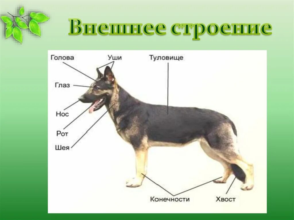 Особенности внешнего строения зверей