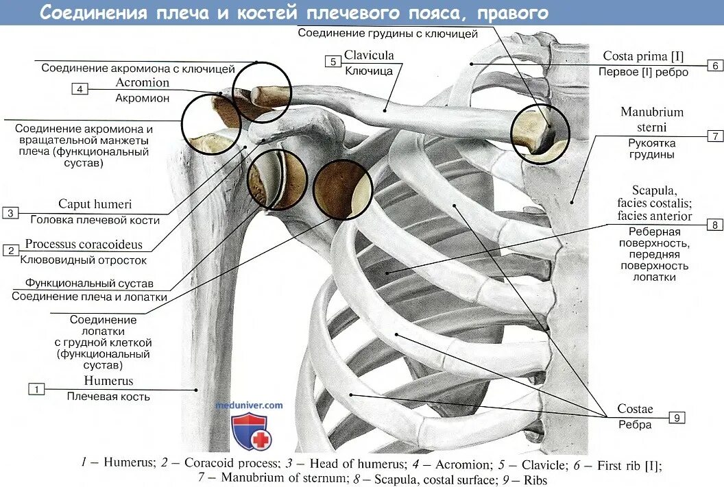 Соединение костей пояса верхней конечности грудино-ключичный сустав. Кости плечевого пояса анатомия и Верхние конечности. Ключичный сустав анатомия строение. Плечевой сустав анатомия верхних конечностей.