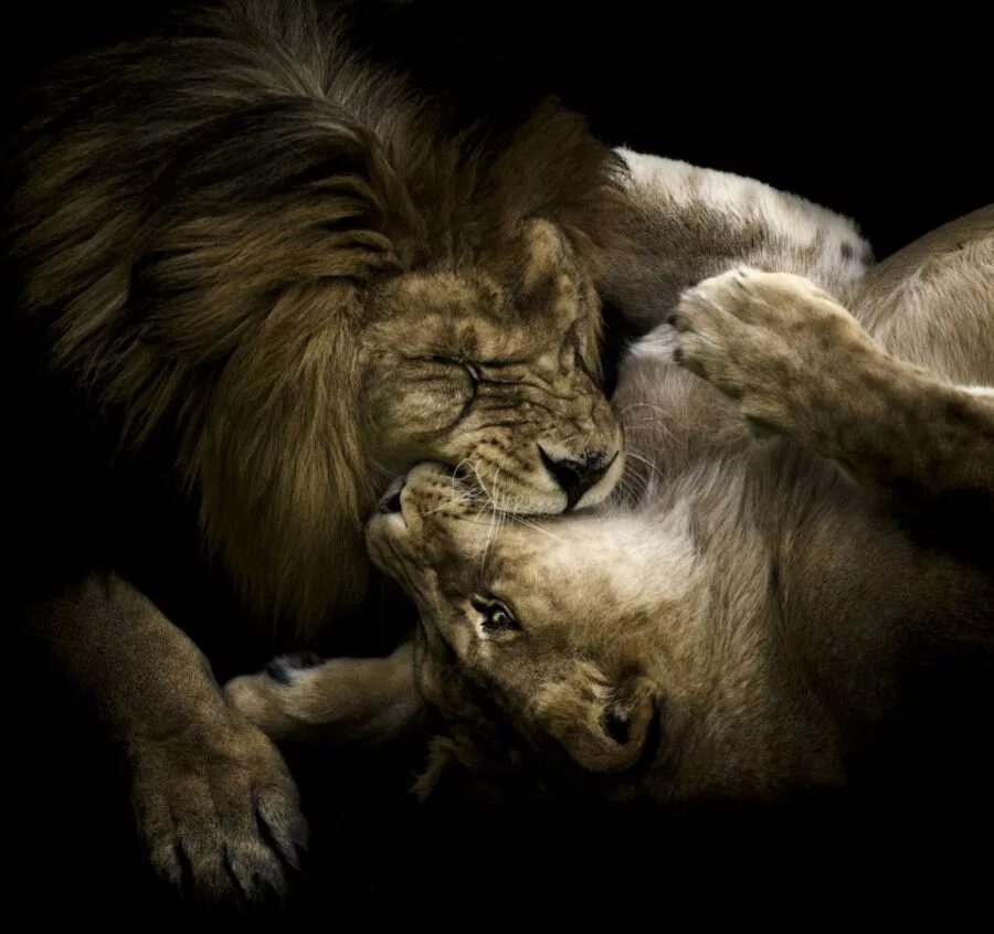 Страстное животное. Лев и львица любовь. Животные страсти. Страстная львица. Львы страсть.