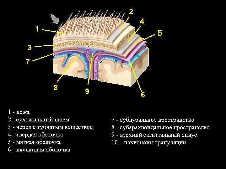 Массаж апоневроза головы