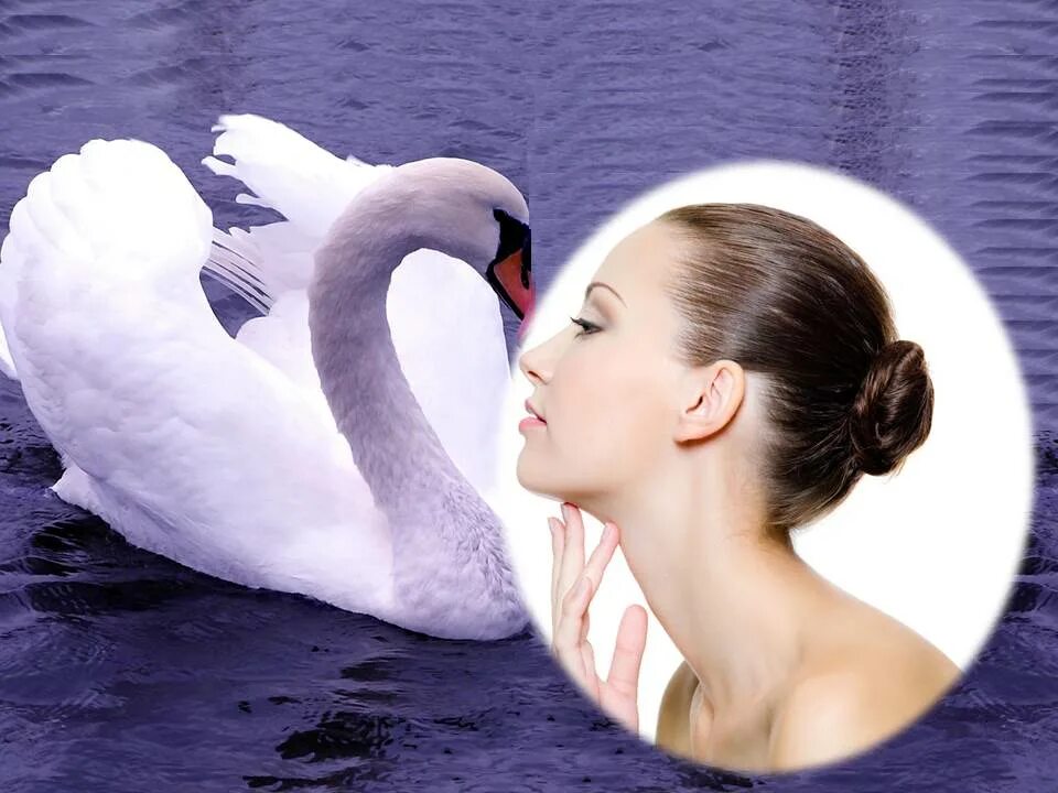 Лебединая песня фразеологизм. Лебединая шея значение фразеологизма. Лебединая песня фразеологизм. Фразеологизм лебединая шея. Лебединая песнь фразеологизм.