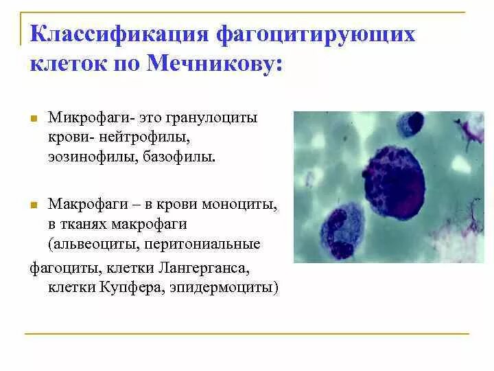 Фагоциты классификация микробиология. Микрофаги и макрофаги. Классификация фагоцитов. Классификация фагоцитов иммунология. Макрофаги эозинофилы