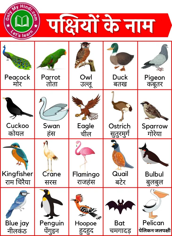 Разбор имени птица. Имена птиц. Birds животные на английско. Имя птицы на английском языке. Имена птиц на английском языке с переводом.