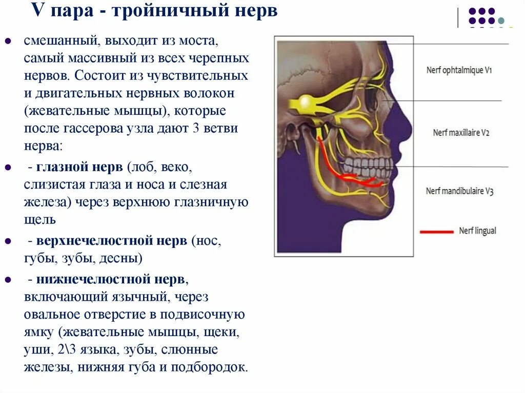 Тройничный черепной нерв. Двигательные волокна тройничного нерва. Двигательный корешок тройничного нерва. Иннервация 5 тройничный нерв. Иннервация 1 ветви тройничного нерва.