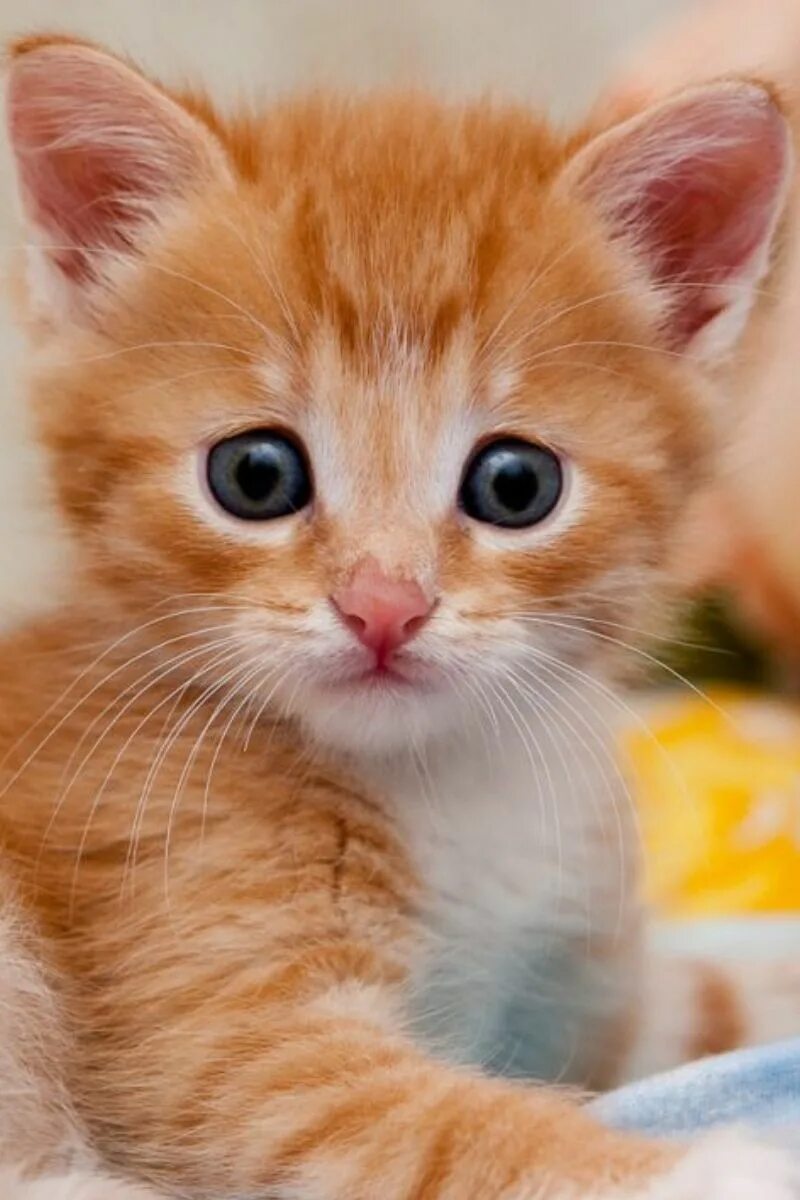 Фотография покажи пожалуйста. Смешной рыжий котенок. Милый рыжий котенок. Милые рыжие котята. Милые рыжие коты.