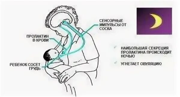 Механизм грудного вскармливания. Пролактин кормление грудью. Пролактин и окситоцин. Лактация пролактин.