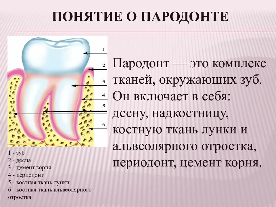 Схема десен. Анатомия строение зуба периодонт. Ткани зуба периодонт строение. Пародонт и периодонт анатомия. Строение периодонта и пародонта зуба.