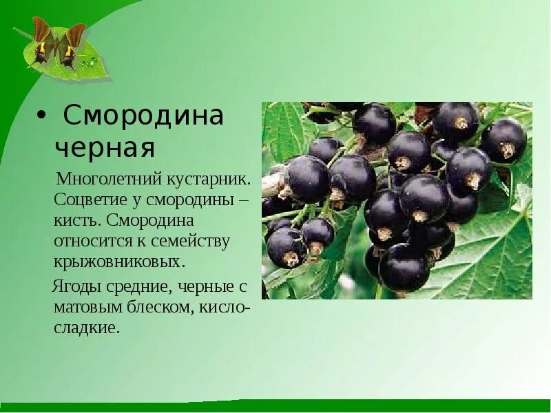 Черная смородина кустарник или кустарничек