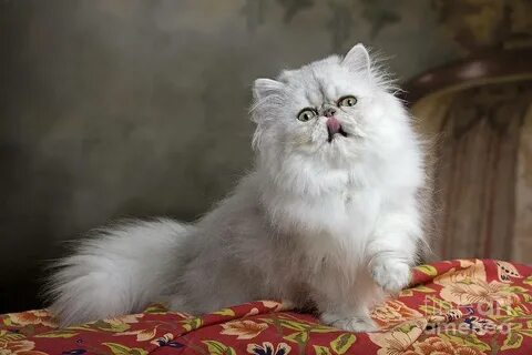 Персидская шиншилла