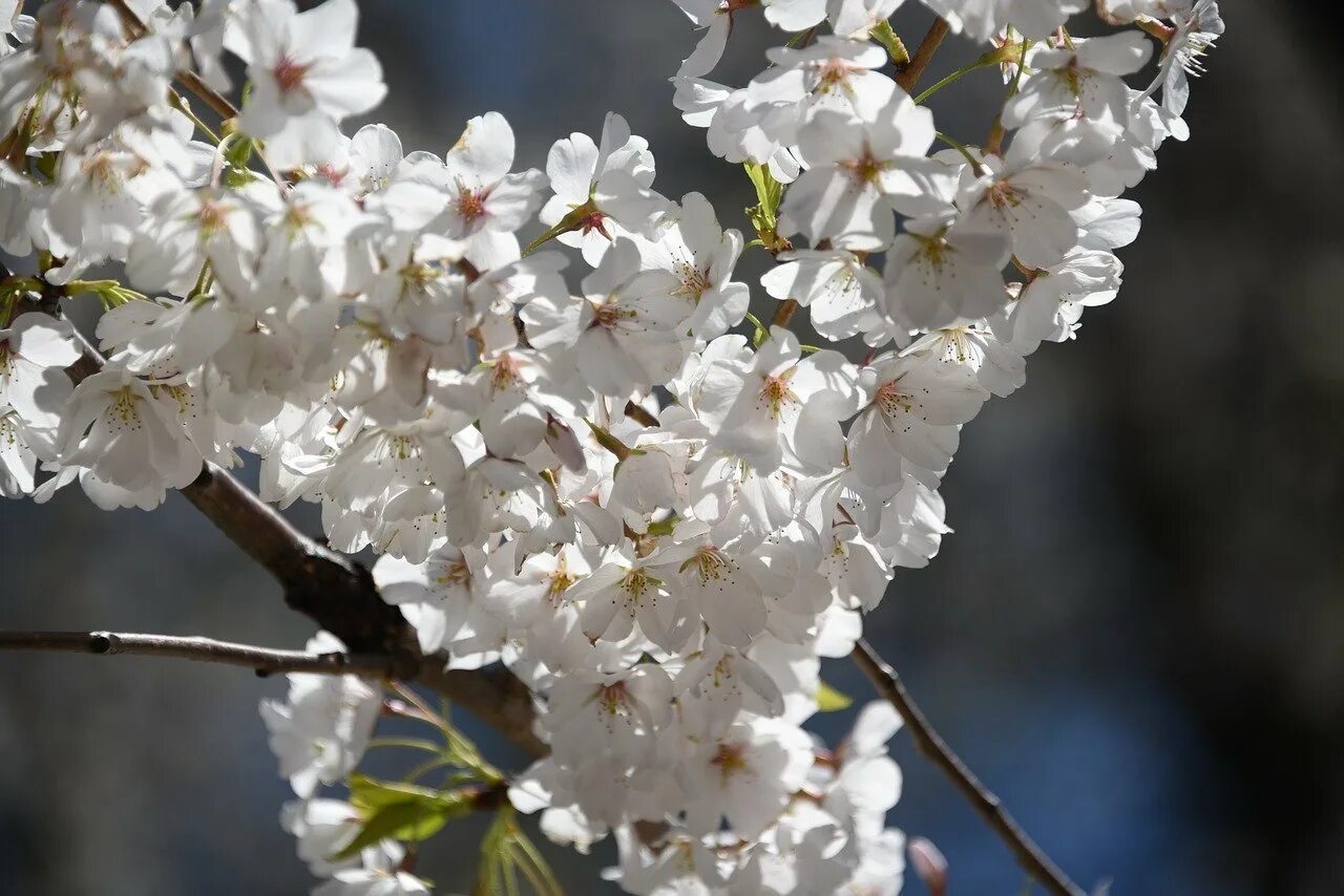 Дерево весной название цветет. Цветущие вишни. Цветение вишни. Цветущее дерево весной. Цветение деревьев России.