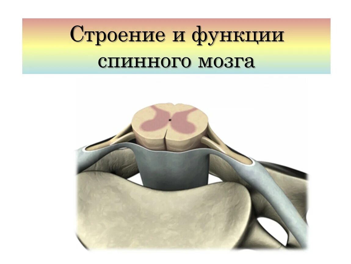 Функции спинномозгового мозга. Строение и функции спинномозгового мозга. Строение спинного. Структура и функции спинного мозга. Функции спинного мозга анатомия.