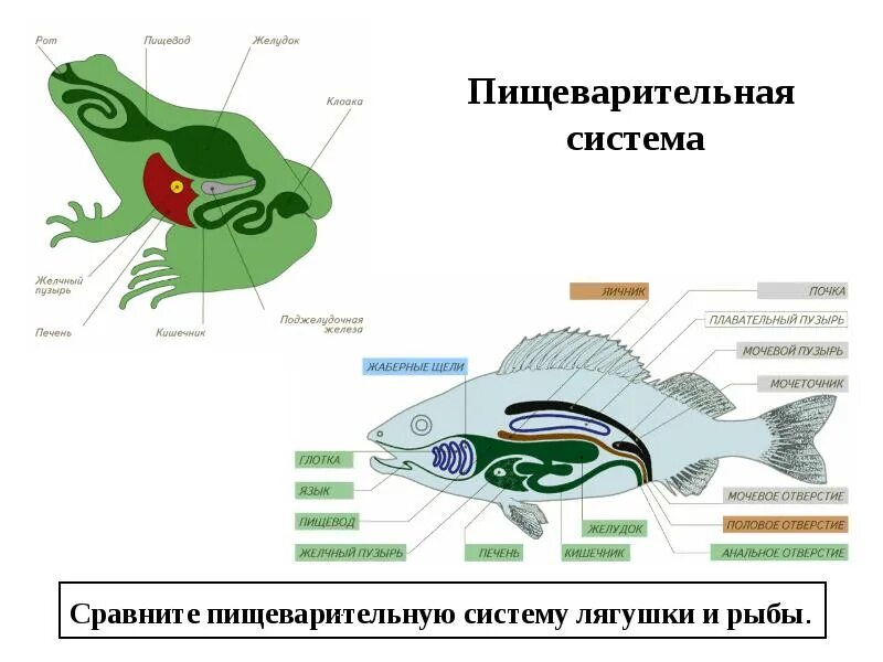 Различие лягушки и рыбы. Пищеварительная система рыбы и лягушки. Строение пищеварительной системы рыб. Пищеварительная система рыб и амфибий. Сравнение пищеварительной системы рыб и земноводных.